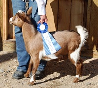Azure Farms Dakota